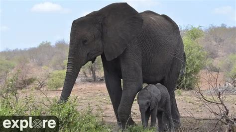 tembe elephant park webcam|Tembe Elefantenpark Online